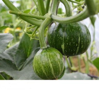 Hạt Giống Bí Đỏ Ăn Non (5 Hạt)