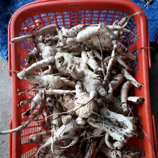 Sâm Bố Chính Khô