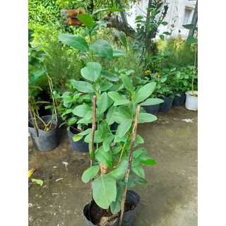 Chanh Mỹ vàng trái dài (Citrus limon) - cây giống SaDec