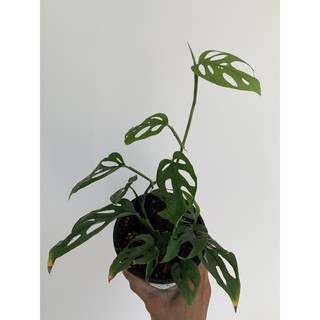 Monstera andansonii var andansonii (Trầu bà lỗ variants)