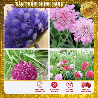 Hạt giống hoa cúc tai thỏ LUCKY - 50 hạt