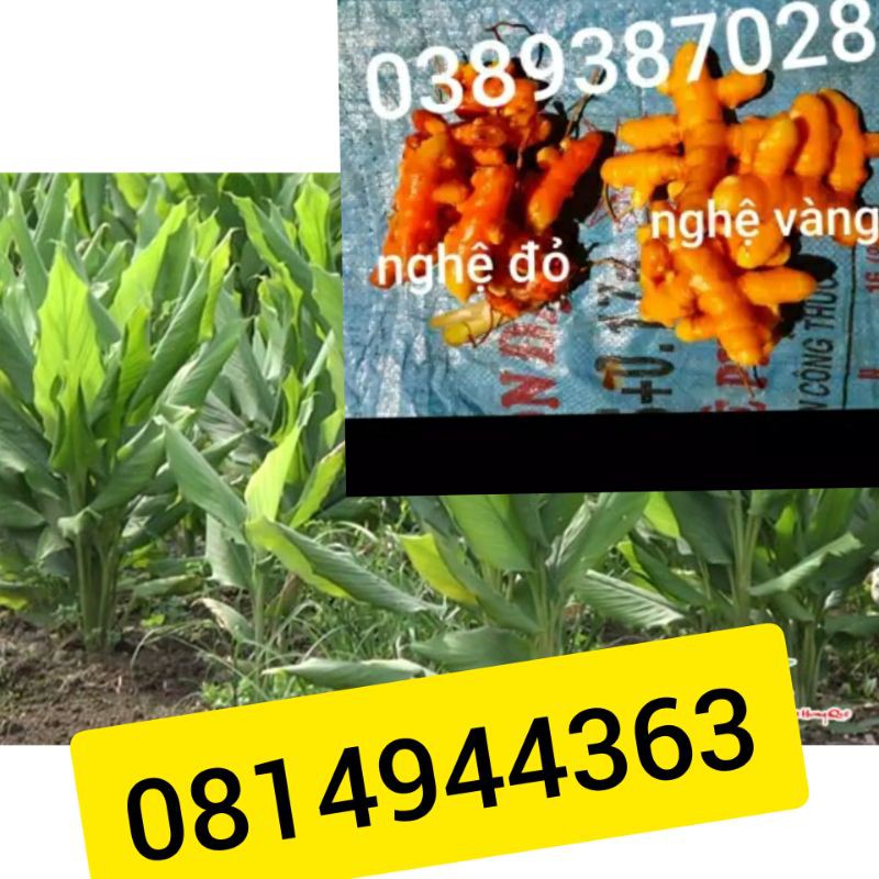 Cây nghệ đỏ giống