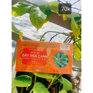 Trà túi lọc Dây thìa canh dược liệu Phù Mát cho người tiểu đường