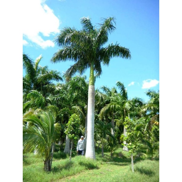 Cau vua giống 60cm