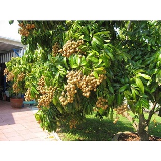 Cây nhãn giống siêu ngọt Hưng Yên