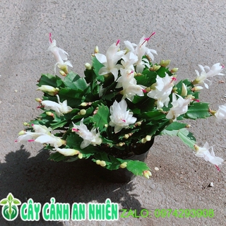 Chậu Hoa Tiểu Quỳnh Màu Trắng