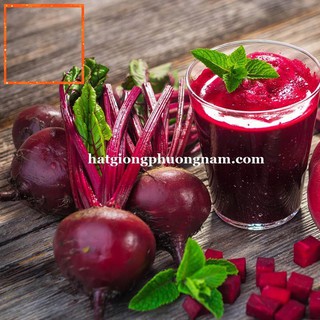 2 gr - hạt giống củ dền đỏ hạt giống nông trại xanh