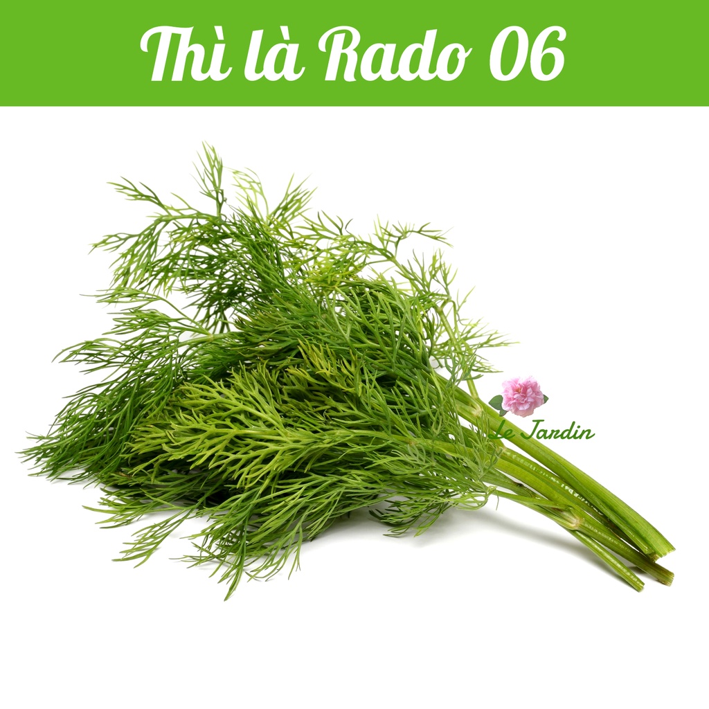 Hạt giống thì là (Rado 06) gói 5gr