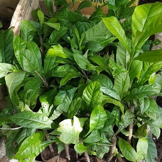 💙Cây đào tiên làm thuốc ❣️🎁 MUA 1 TẶNG 1 ❣️🎁 Số lượng có hạn