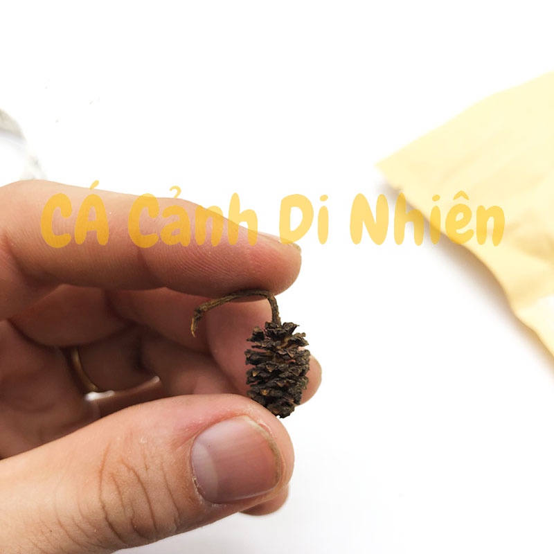 Trái Thông Khô ALDER CONES  cho tép cảnh hồ cá thủy sinh
