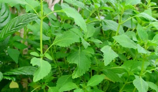 5 Cây giống Kinh giới