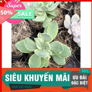 Sen cánh bướm war bầu