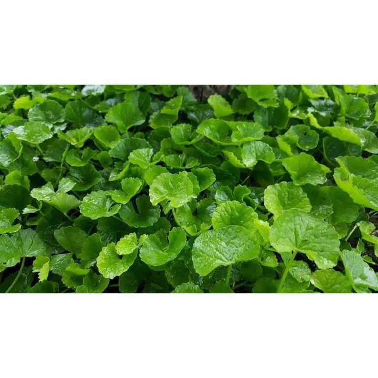 CHIẾT XUẤT RAU MÁ 50ML