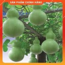 HẠT GIỐNG BẦU HỒ LÔ CAO SẢN GÓI 20 HẠT