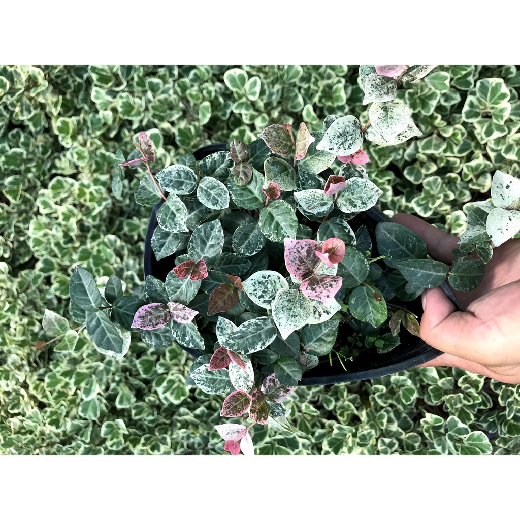 Chậu dây thằn lằn cẩm thạch leo tường màu xanh trắng