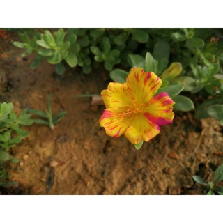 3 cành sam đơn vàng sọc đỏ tươi