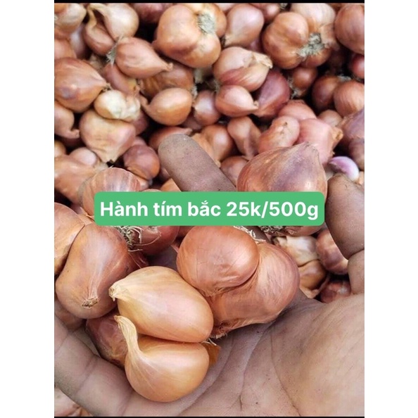 HÀNH TÍM KHÔ BẮC