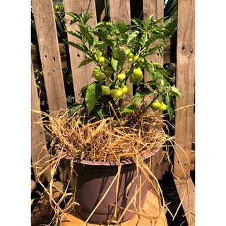 Chậu cây ớt trái tim trồng nơi có nhiều nắng