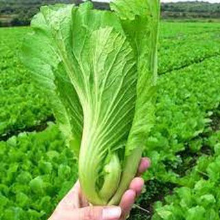 Hạt giống Cải Mơ 20gr ~4000 Hạt