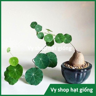 Củ bình vôi Thái (Đồng tiền Thái) - Stephania Erecta nhập Thái Lan
