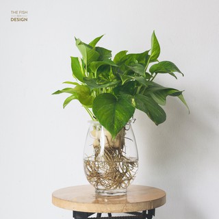 Chậu cây vạn niên thanh thủy sinh | THE FISH SIZE L [Trang trí trong nhà , để bàn làm việc ,.. ]