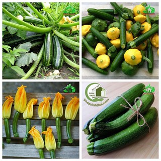 Hạt Giống Bí Ngòi Xanh F1 -Nảy Mầm Cực Chuẩn