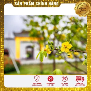 Hạt giống mai vàng Yên Tử gói đóng lẻ (20 hạt )