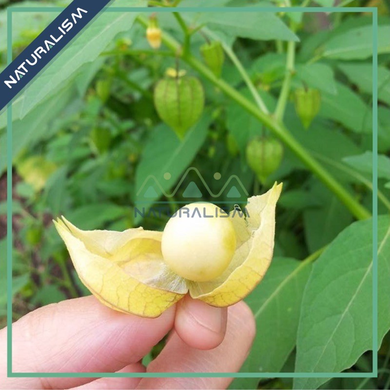 20 hạt giống Thù Lù Ta, Tầm Bóp, Cà chua Lồng đèn  Organic