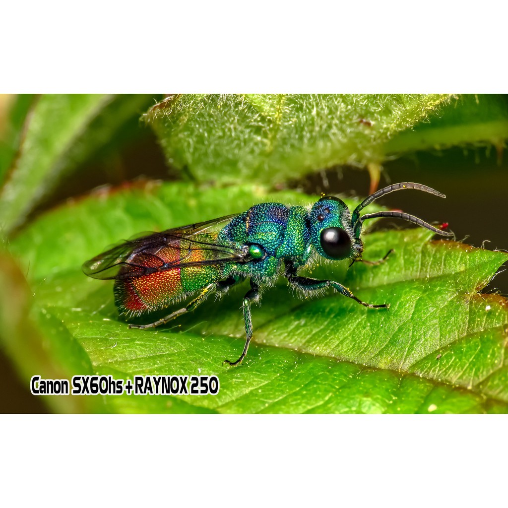 Chụp ảnh Macro với Raynox 250 - giải pháp giá rẻ chụp macro ấn tượng hơn cả lens hãng