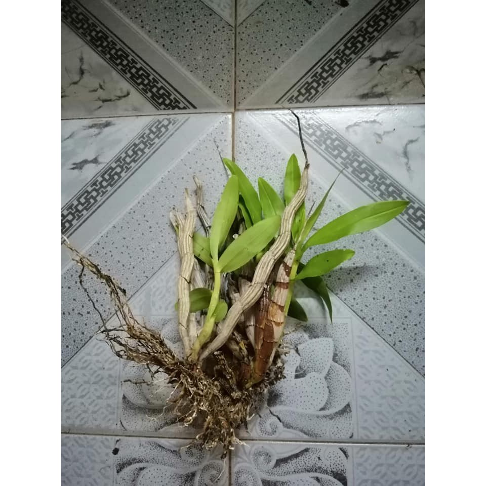 5 khóm hoa lan báo hỷ
