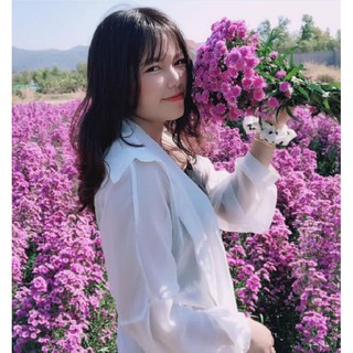 Hạt giống cúc hà lan ( cúc thạch thảo ) 50 hạt