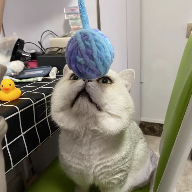 Bóng Len Đồ Chơi Cho Mèo