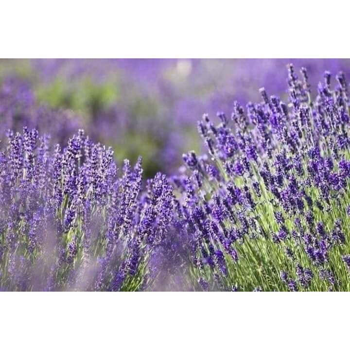 {Giá sỉ} Túi thơm nụ hoa lavender khô SHT05