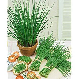 Gói 2g hạt giống Hẹ