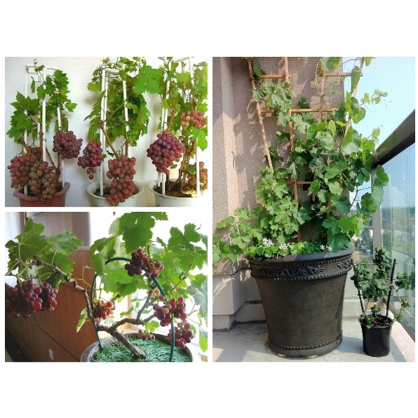 10 Hạt giống Nho pháp (tặng gói kích nẩy mầm và hướng dẫn)