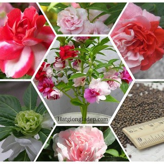 Hạt Giống Hoa Móng Tay Kép