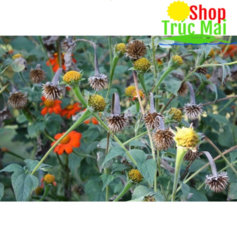 Hạt giống hoa Hướng dương đỏ, hướng dương Mexico - 200 hạt nguyên đài tự nhiên(10 đài hoa già)