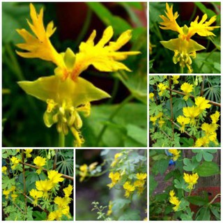 Hạt Giống Hoa cánh phượng thân leo xuất xứ Đức gói 4 hạt