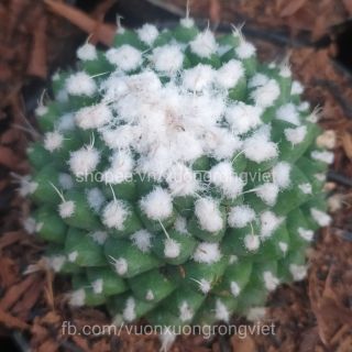 Xương rồng M.bucareliensis cv erusamu ( size nhỏ)