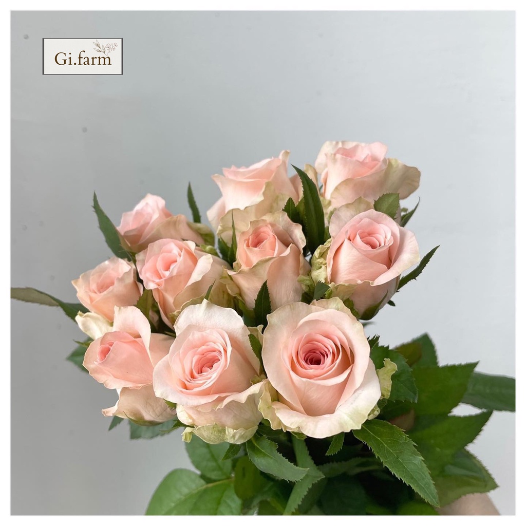 Hoa hồng màu kem dâu (bó 30 bông)| Ship hỏa tốc| Hoa tươi Gifarm