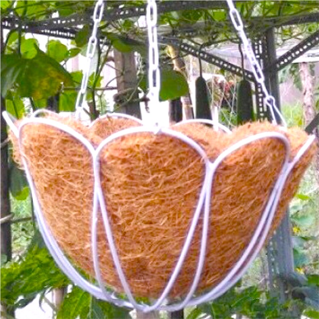 Bán Chậu xơ dừa, chậu treo xơ dừa, chậu xích treo (fi:30x30) - Coir pots, coir hanging pots, hanging chain pots (fi: 30x