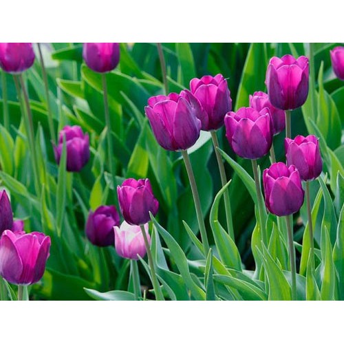 5 Củ giống hoa tulip hoa màu tím - hoatuliptim