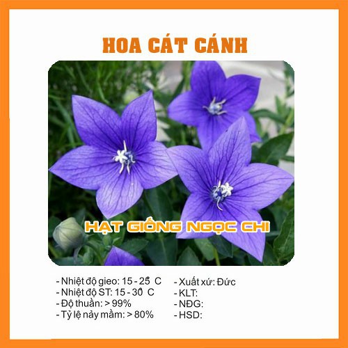 Hạt Giống Hoa Cát Cánh - 50 Hạt