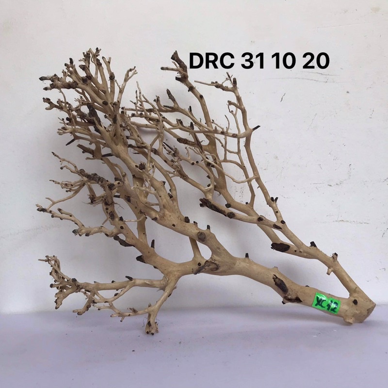LŨA XƯƠNG CHÙM DÙNG ĐỂ SETUP TÁN CHO CÂY BONSAI, HỒ CÁ