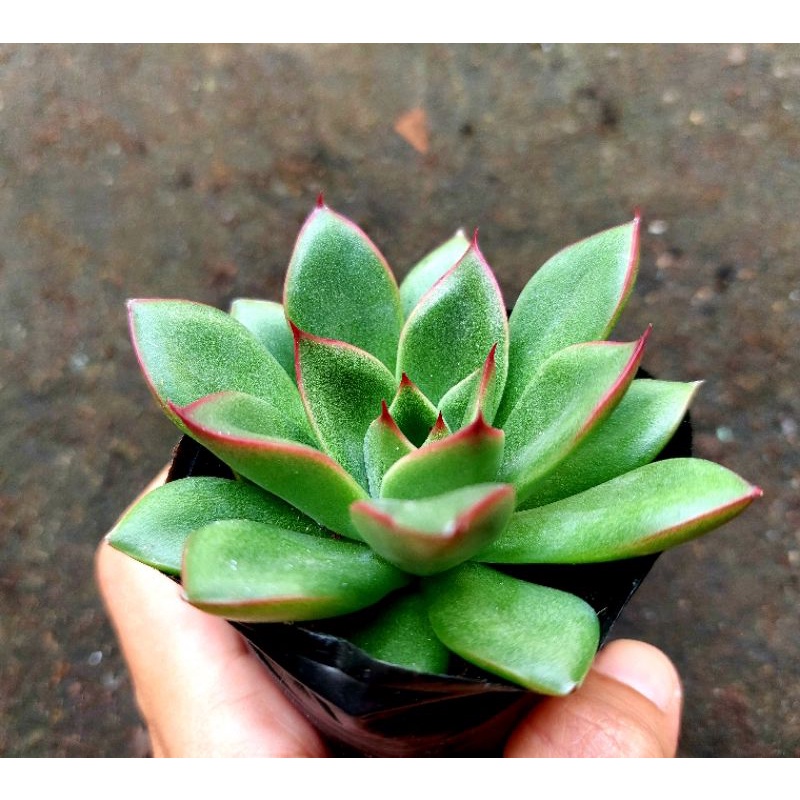 Sen đá Bích Lửa - Hư 1 đổi 1- Cây cảnh trang trí- HOA ĐÁ shop