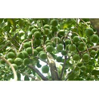 Cây mắc ca giống