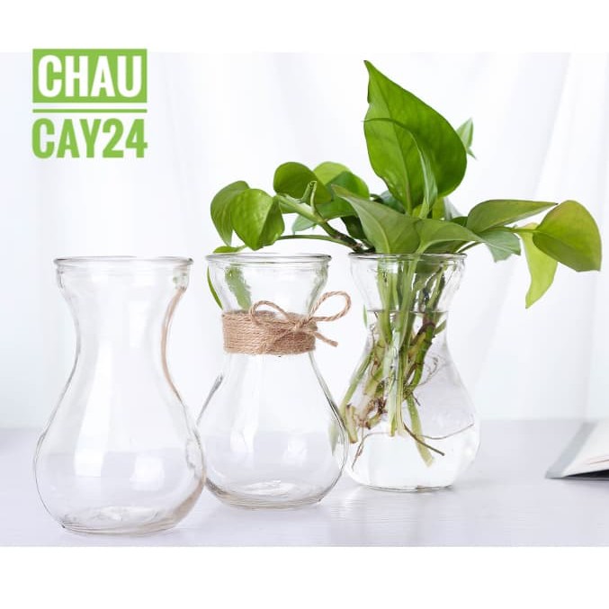 Bình hoa thủy tinh trồng cây cảnh thủy canh, cây cảnh để bàn, cây cảnh mini