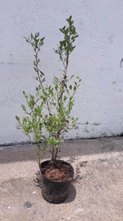Cây Việt Quất Tứ Quý