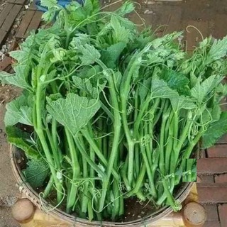 Hạt Giống Bí Siêu Ngọn Cao Sản (10gr)