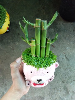 TRÚC PHÁT TÀI PHỐI CỎ MAI MẮN